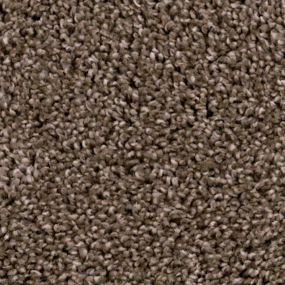 TrafficMaster Founder - Inventor - Brown 18 oz. SD Polyester Texture Installed Carpet